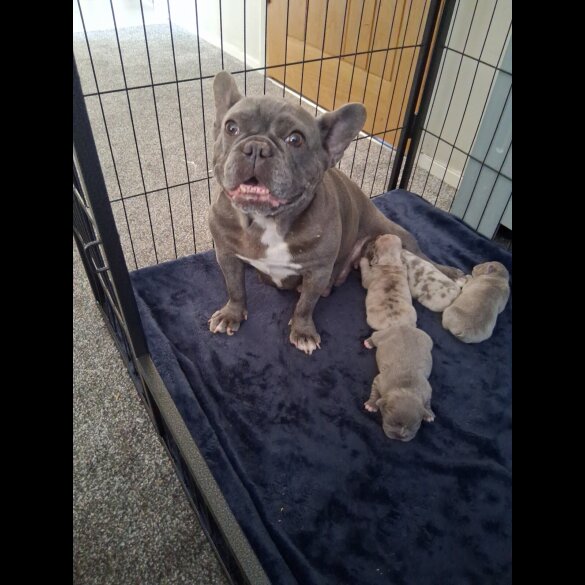 French Bulldog - Both