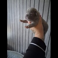 French Bulldog - Both