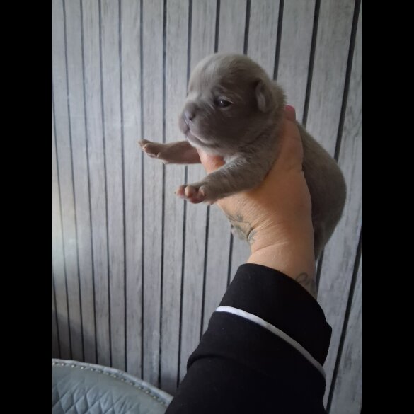 French Bulldog - Both