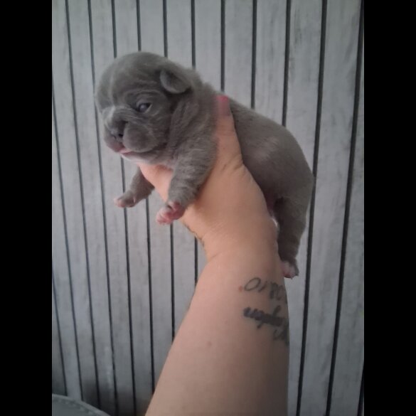 French Bulldog - Both