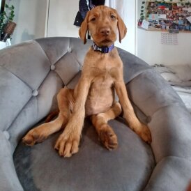 Hungarian Vizsla - Both