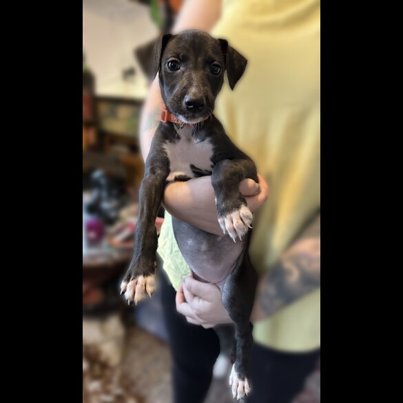 Whippet - Both