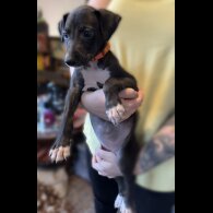 Whippet - Both