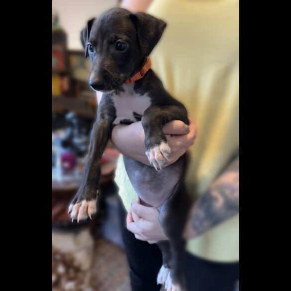 Whippet - Both