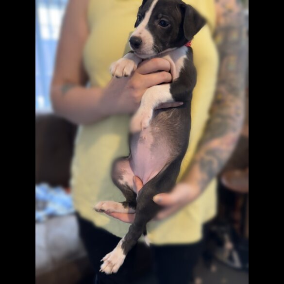 Whippet - Both
