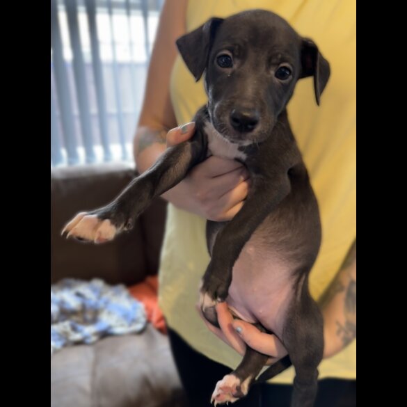 Whippet - Both