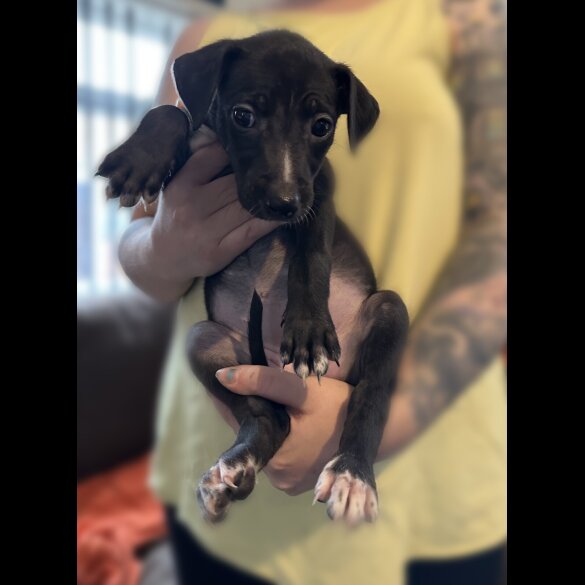 Whippet - Both