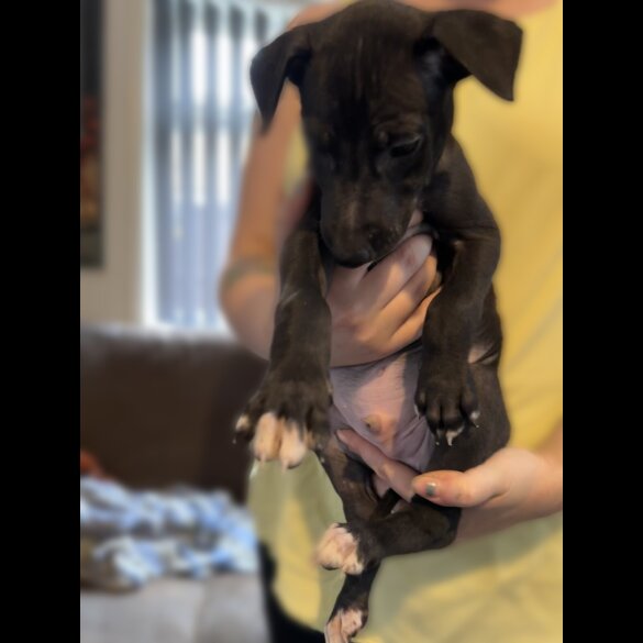 Whippet - Both