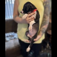 Whippet - Both