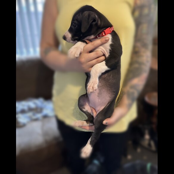 Whippet - Both