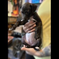 Whippet - Both