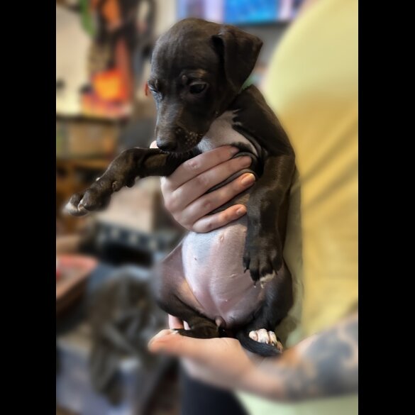 Whippet - Both