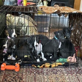 Whippet - Both