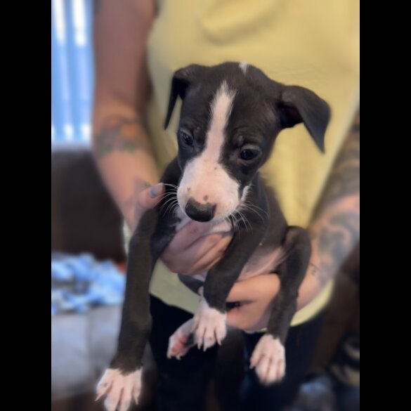 Whippet - Both