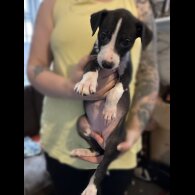Whippet - Both