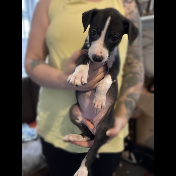Whippet - Both