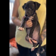 Whippet - Both