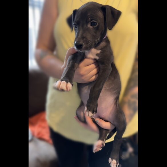 Whippet - Both