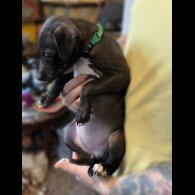 Whippet - Both