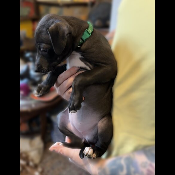 Whippet - Both