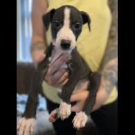 Whippet - Both