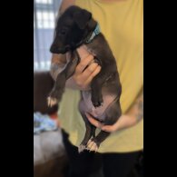 Whippet - Both