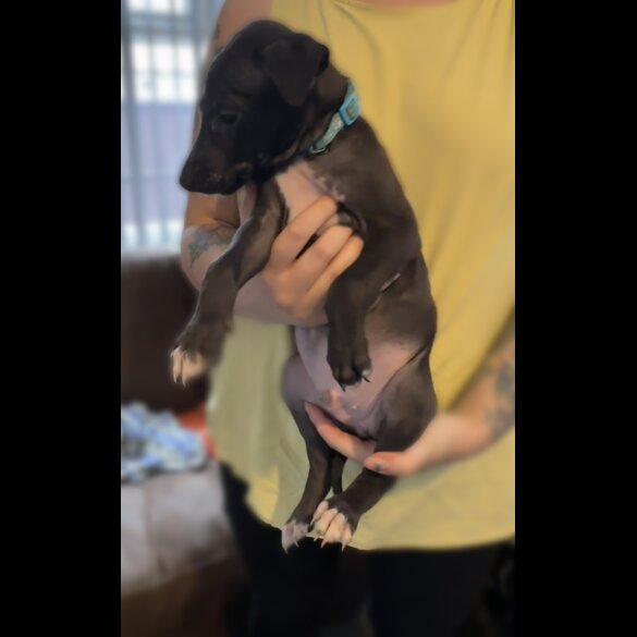 Whippet - Both