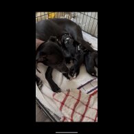 Whippet - Both