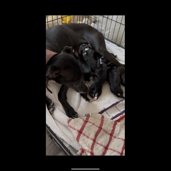 Whippet - Both