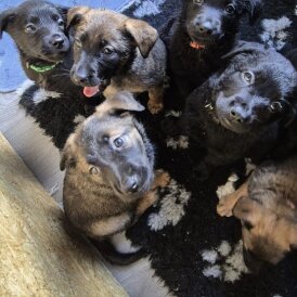 Mixed Breed - Both