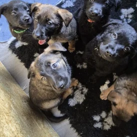 Mixed Breed - Both
