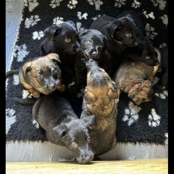 Mixed Breed - Both
