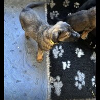 Mixed Breed - Both