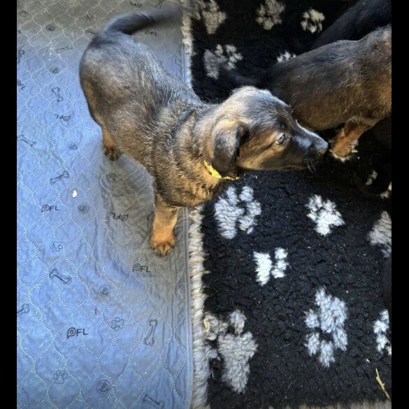 Mixed Breed - Both