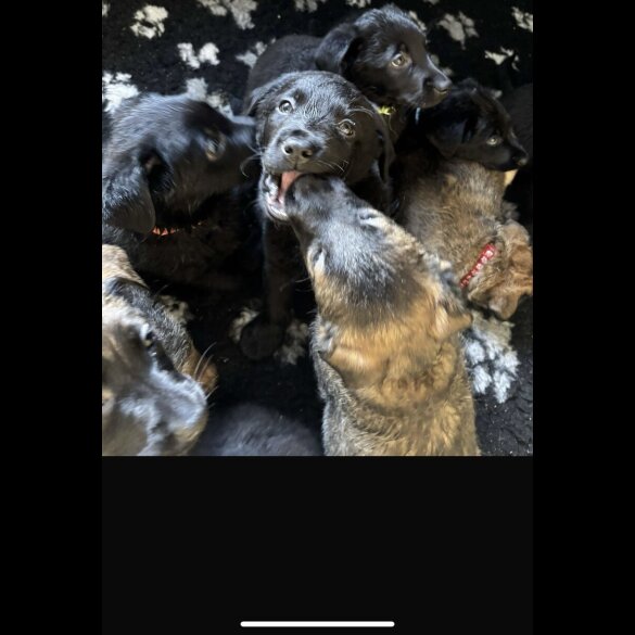 Mixed Breed - Both