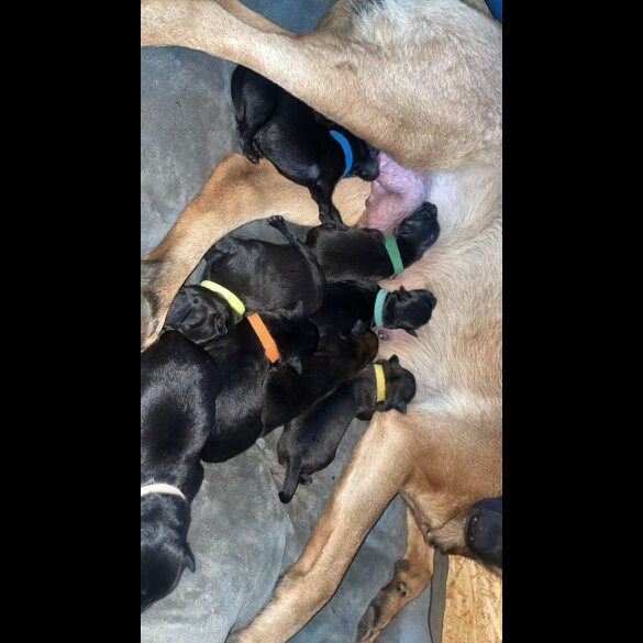 Mixed Breed - Both