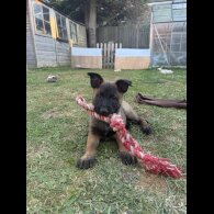 Belgian Shepherd Dog (Tervuren) - Both