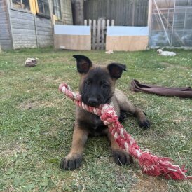Belgian Shepherd Dog (Tervuren) - Both