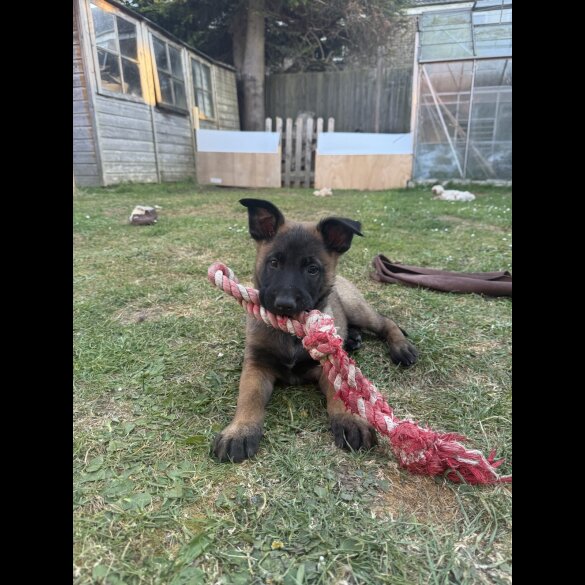 Belgian Shepherd Dog (Tervuren) - Both