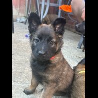 Belgian Shepherd Dog (Tervuren) - Both