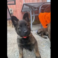 Belgian Shepherd Dog (Tervuren) - Both