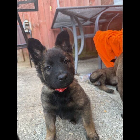 Belgian Shepherd Dog (Tervuren) - Both