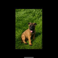Belgian Shepherd Dog (Tervuren) - Both