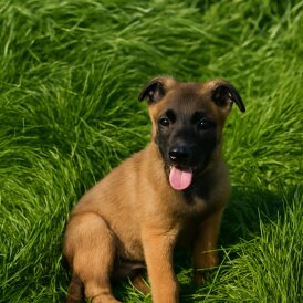 Belgian Shepherd Dog (Tervuren) - Both