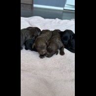Cockapoo - Bitches