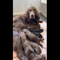 Cockapoo - Bitches