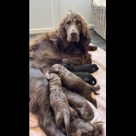 Cockapoo - Bitches