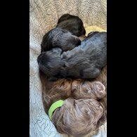 Cockapoo - Bitches