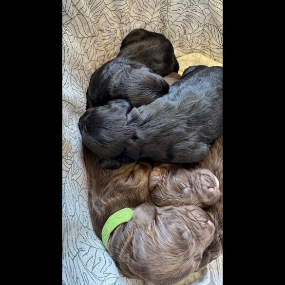 Cockapoo - Bitches