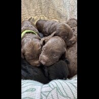 Cockapoo - Bitches